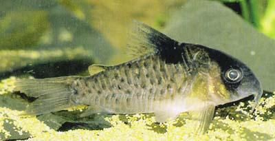 Corydoras sp. C06